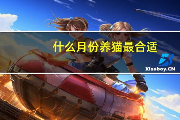 什么月份养猫最合适