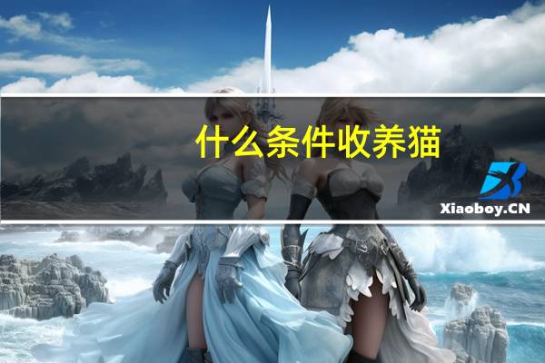 什么条件收养猫