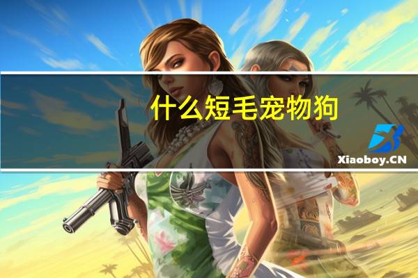 什么短毛宠物狗