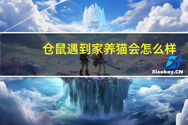 仓鼠遇到家养猫会怎么样