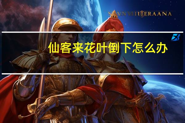 仙客来花叶倒下怎么办