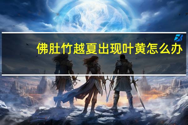 佛肚竹越夏出现叶黄怎么办