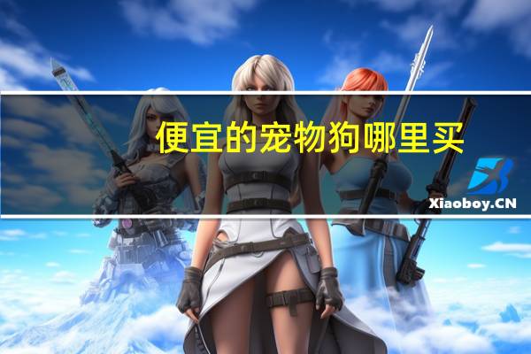 便宜的宠物狗哪里买