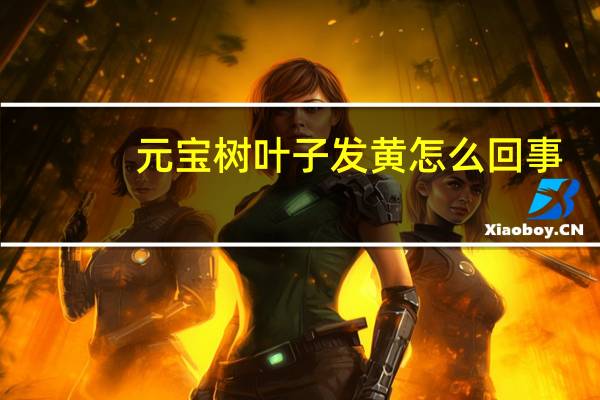 元宝树叶子发黄怎么回事