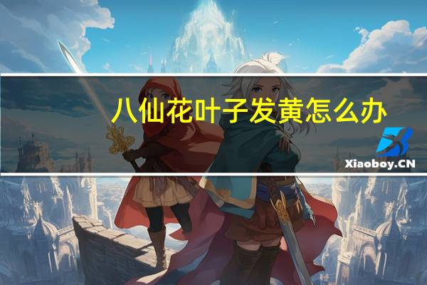 八仙花叶子发黄怎么办