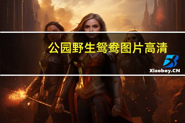 公园野生鸳鸯图片高清（公园野战）
