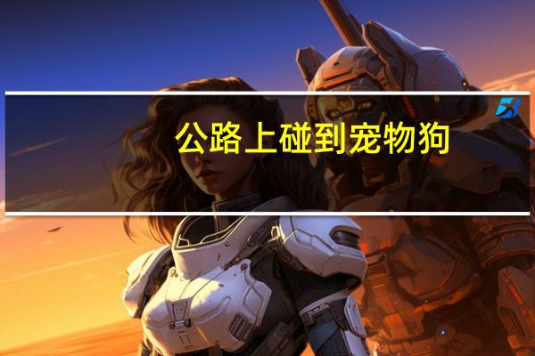 公路上碰到宠物狗
