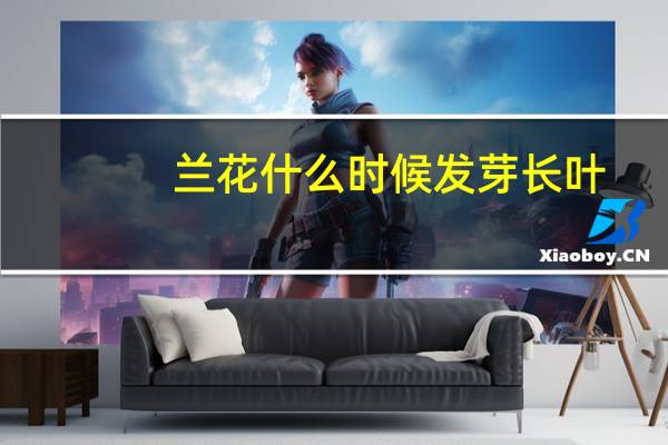 兰花什么时候发芽长叶