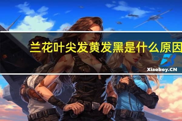 兰花叶尖发黄发黑是什么原因