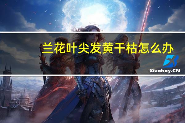 兰花叶尖发黄干枯怎么办