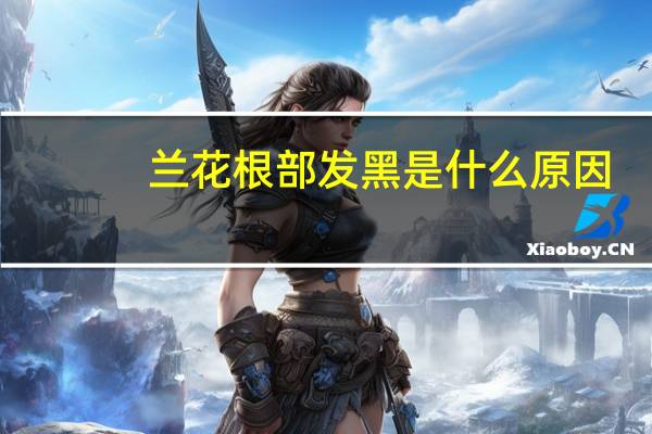 兰花根部发黑是什么原因