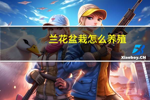 兰花盆栽怎么养殖