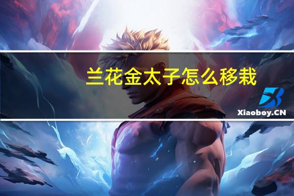 兰花金太子怎么移栽