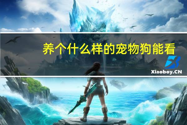 养个什么样的宠物狗能看
