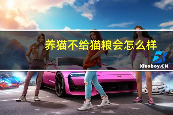 养猫不给猫粮会怎么样