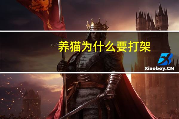 养猫为什么要打架