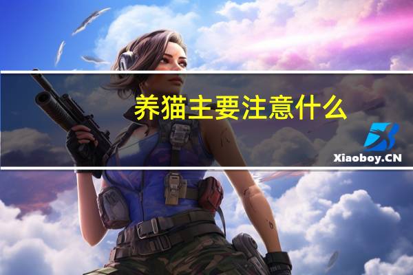 养猫主要注意什么