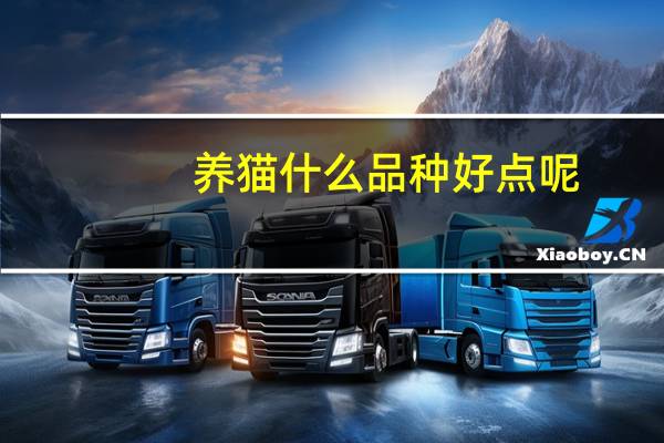 养猫什么品种好点呢