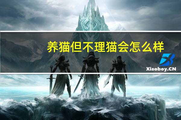 养猫但不理猫会怎么样