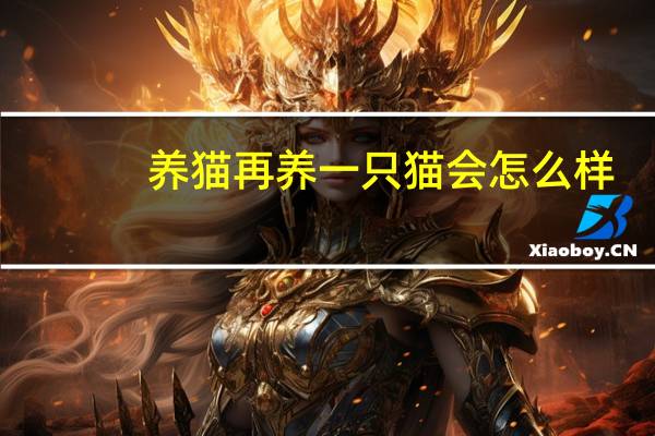 养猫再养一只猫会怎么样