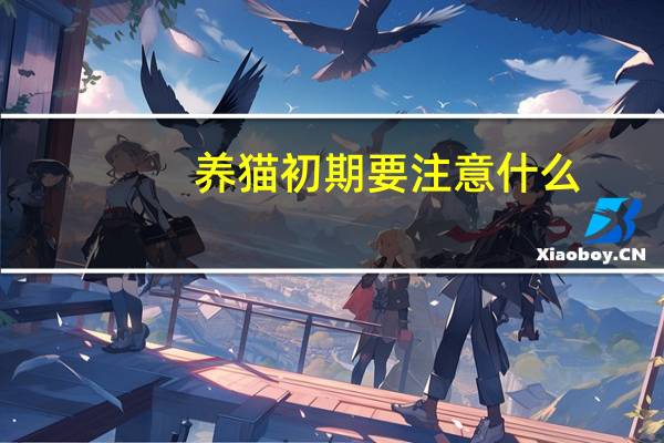 养猫初期要注意什么