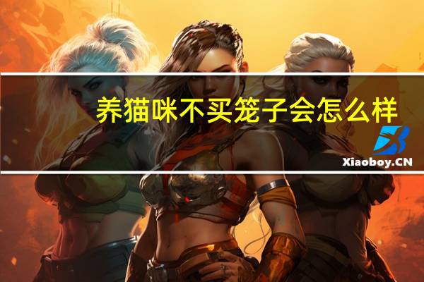 养猫咪不买笼子会怎么样