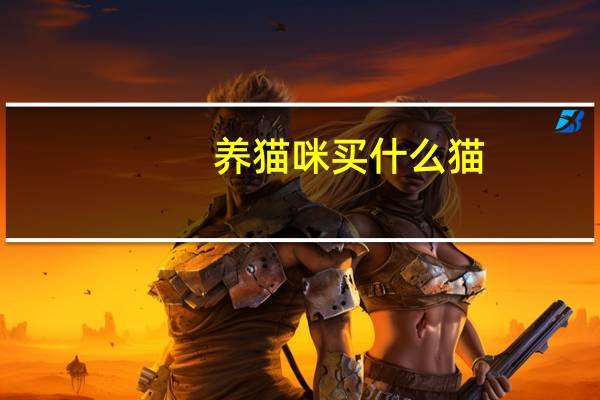 养猫咪买什么猫