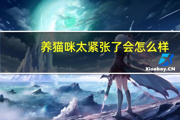 养猫咪太紧张了会怎么样