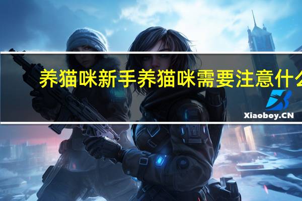 养猫咪新手养猫咪需要注意什么