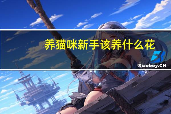 养猫咪新手该养什么花