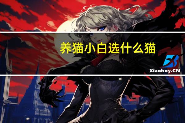 养猫小白选什么猫