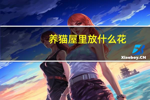 养猫屋里放什么花