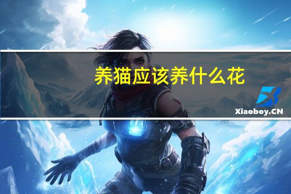 养猫应该养什么花