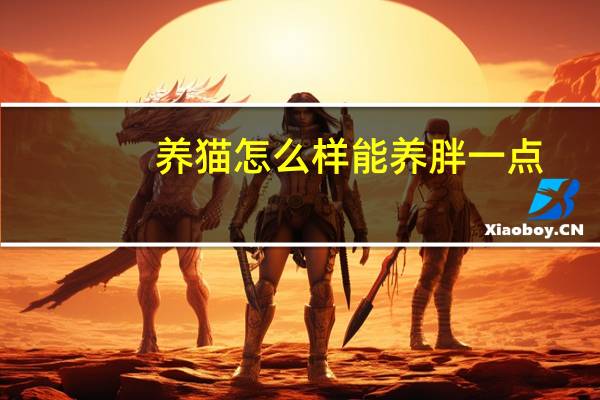 养猫怎么样能养胖一点