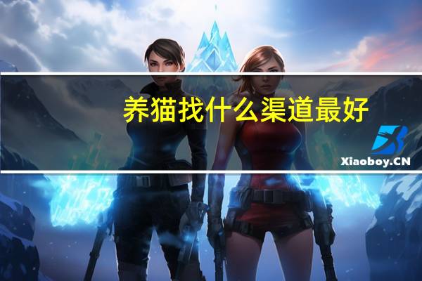 养猫找什么渠道最好