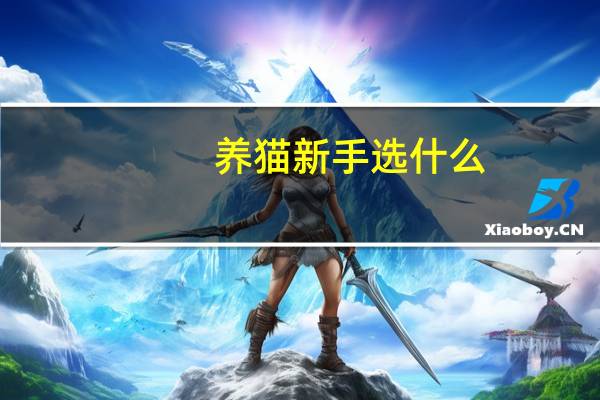 养猫新手选什么