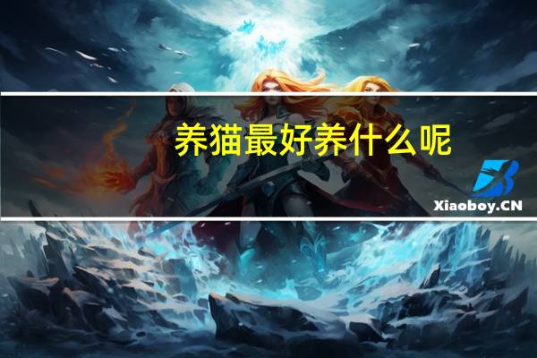 养猫最好养什么呢