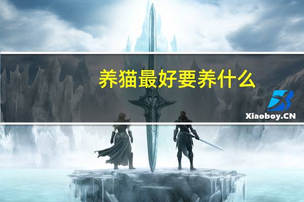 养猫最好要养什么