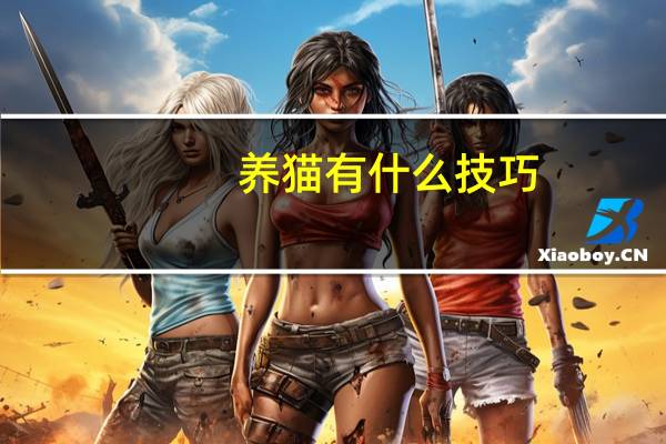 养猫有什么技巧