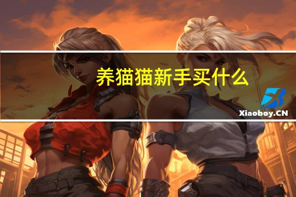 养猫猫新手买什么