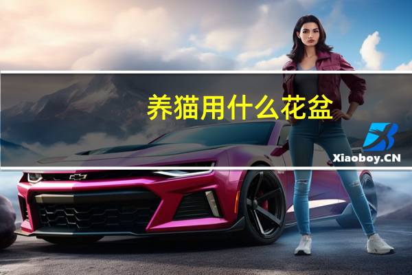 养猫用什么花盆