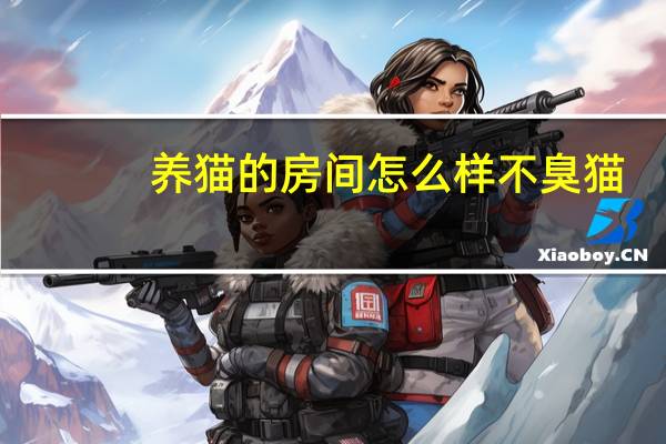 养猫的房间怎么样不臭猫
