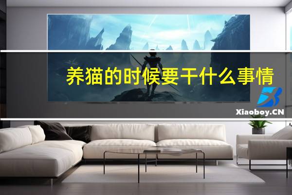 养猫的时候要干什么事情