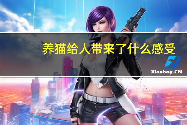 养猫给人带来了什么感受