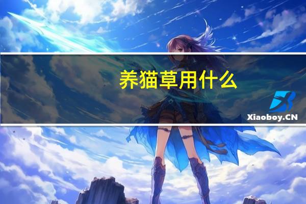 养猫草用什么