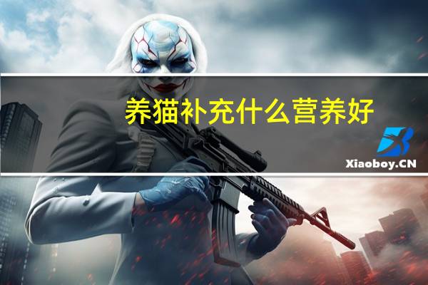 养猫补充什么营养好