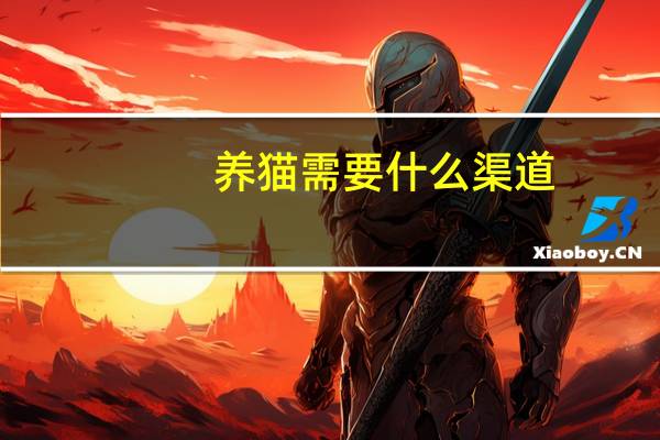 养猫需要什么渠道