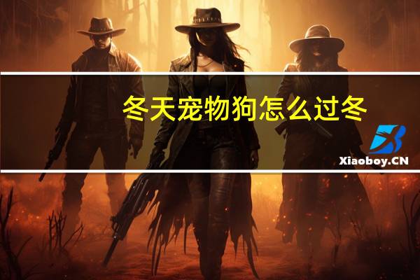冬天宠物狗怎么过冬