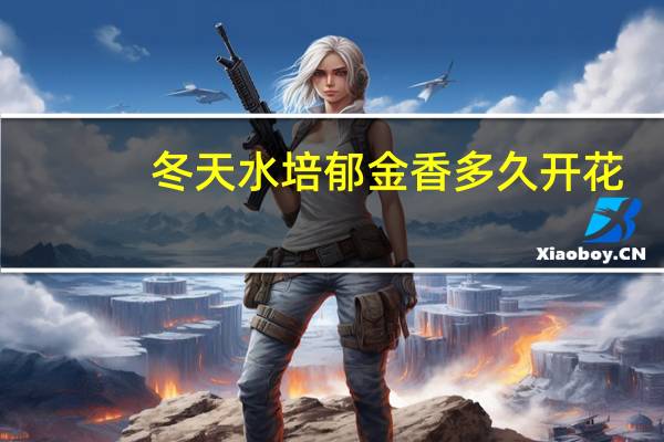 冬天水培郁金香多久开花