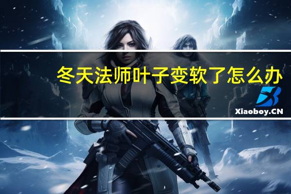 冬天法师叶子变软了怎么办